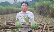 Recover position for sugarcane: For Phu Quy farmers, sugarcane is No.1